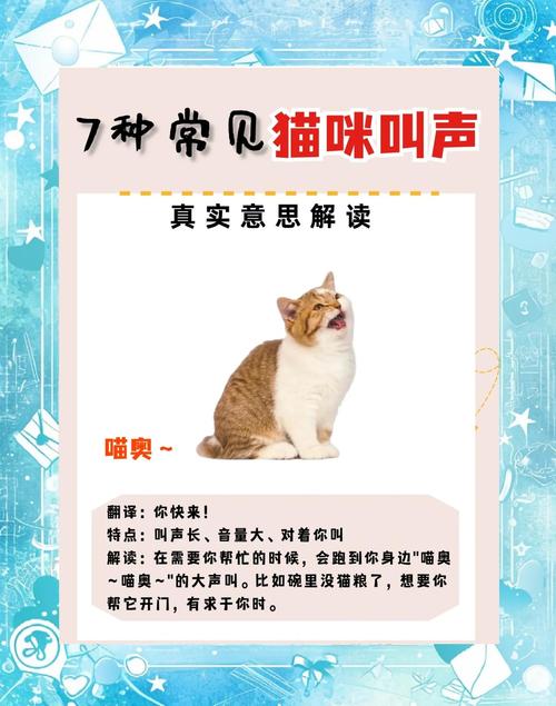 小猫“喵喵叫”有哪几个原因?听懂一半,算厉害的了
