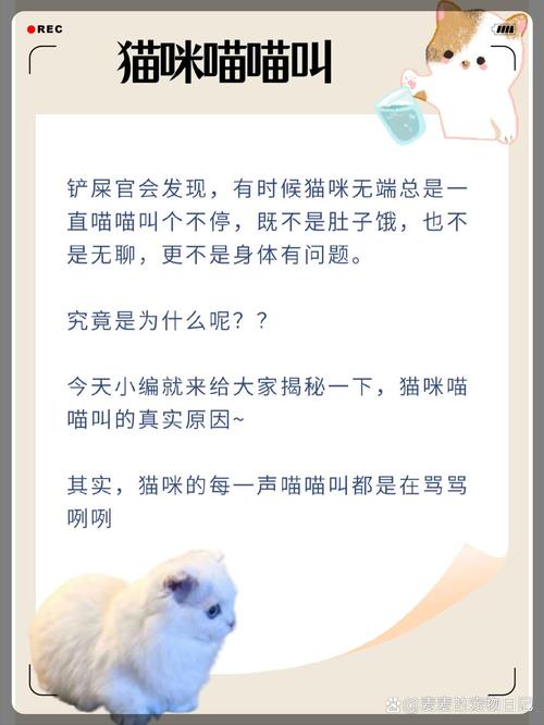 猫咪总是“喵喵叫”,其实有这几个原因,别忽视了!