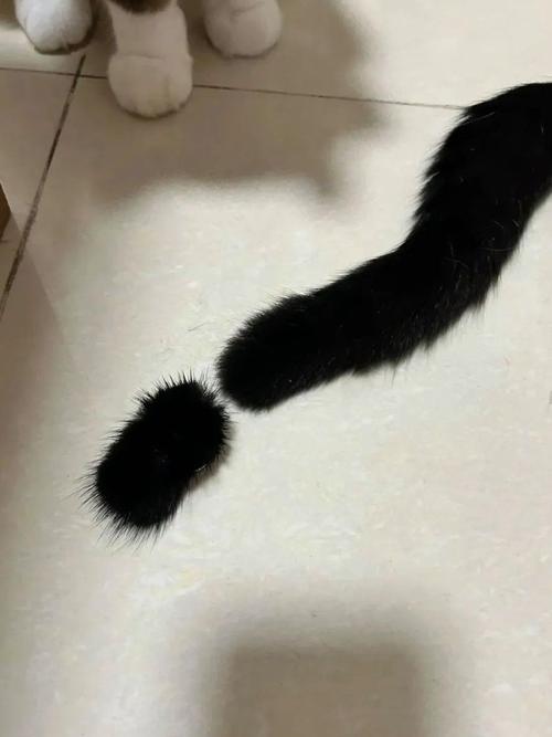 猫咪尾巴有一段像骨折一样是怎么回事