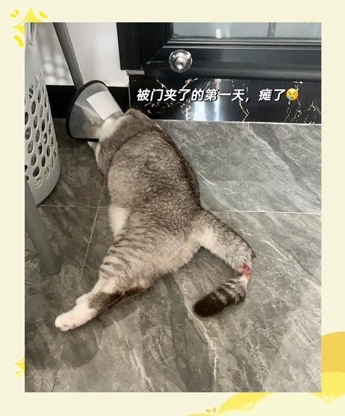 猫尾巴骨折能自愈吗