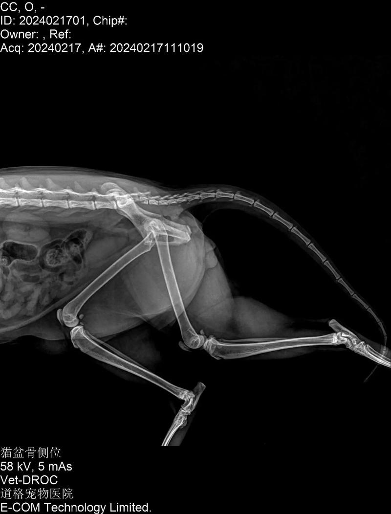 猫尾巴骨折了能自愈吗