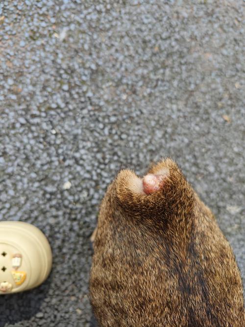 猫尾巴断了能自愈吗