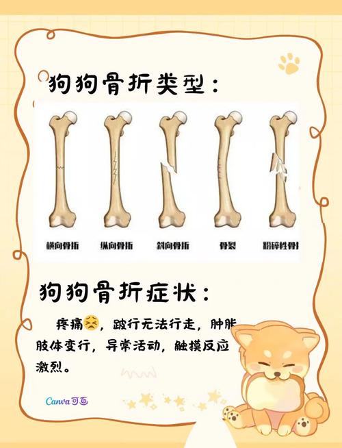 狗狗盆骨骨折多久恢复