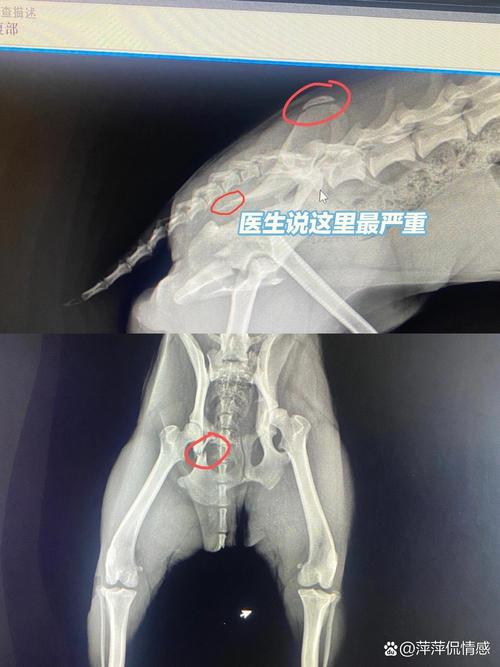 狗狗盆骨骨折保守治疗可以恢复吗