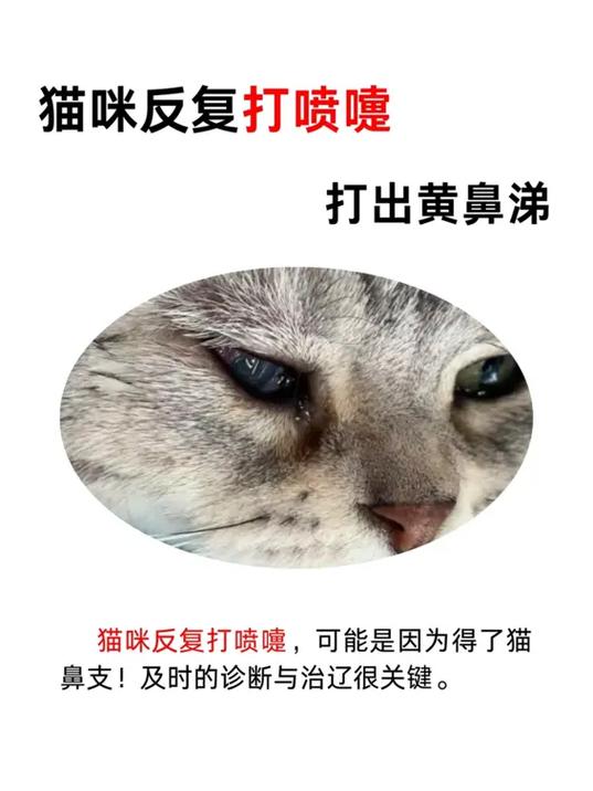 猫总是打喷嚏流黄鼻涕怎么回事