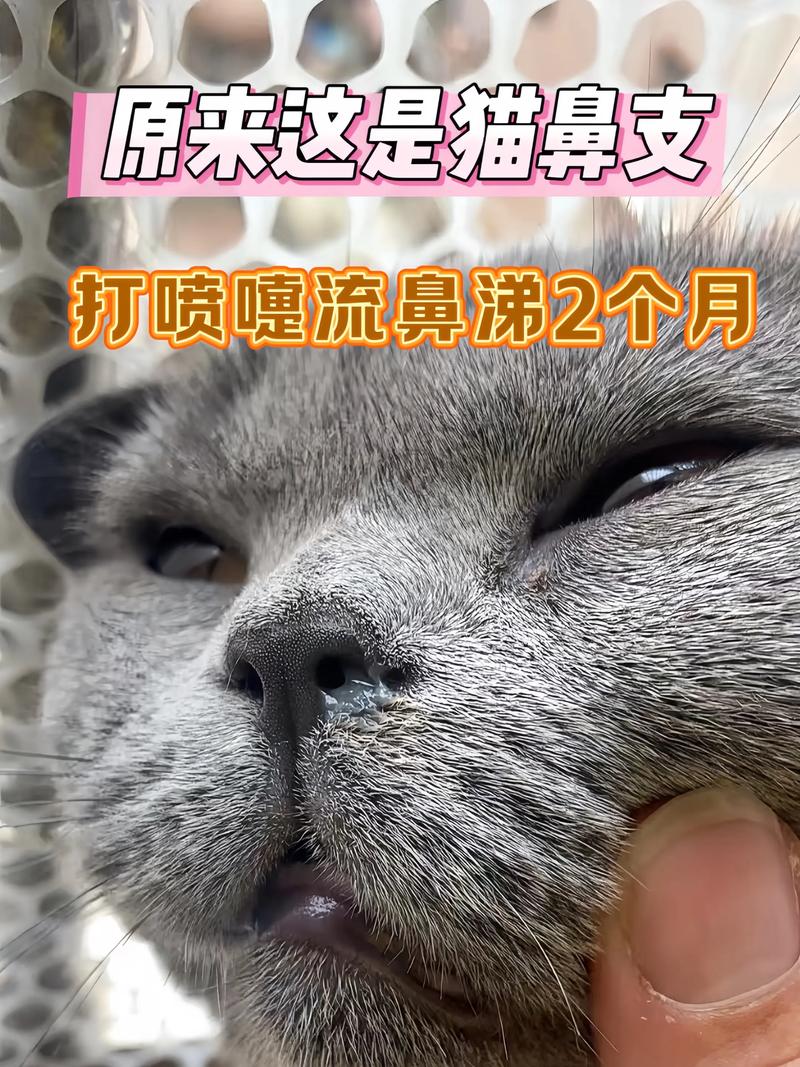 猫咪打喷嚏流黄鼻涕