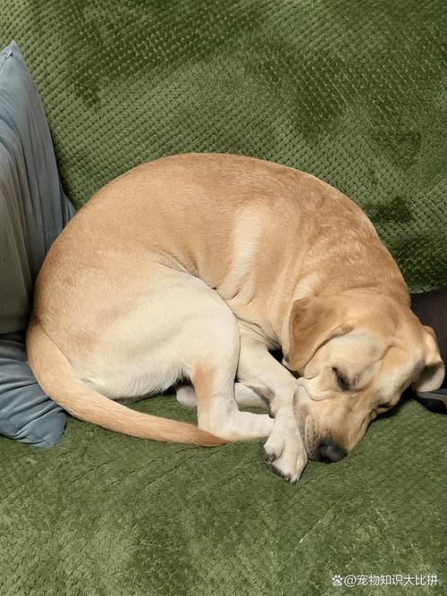 狗狗蜷缩着睡是冷吗
