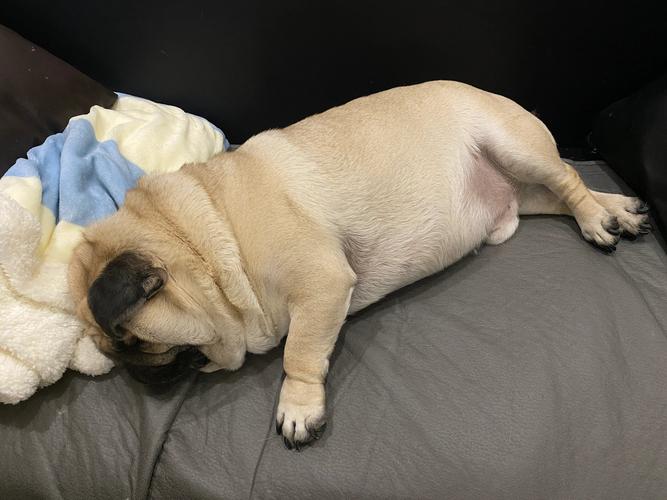 狗狗什么表现说明冷了