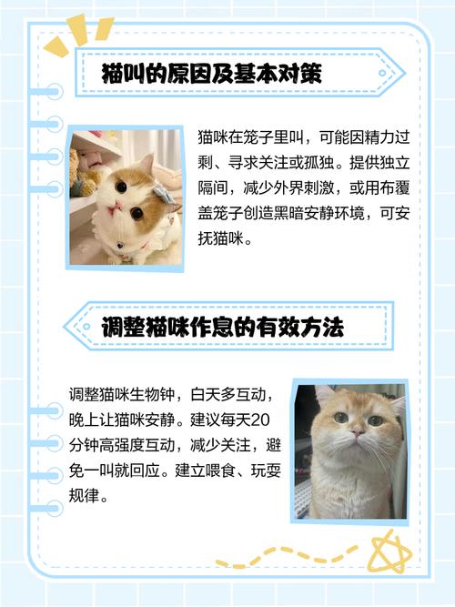 把猫咪关起来一直叫怎么办?