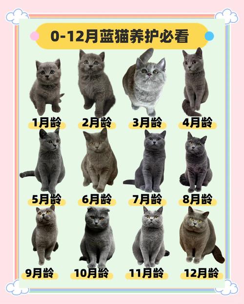 为什么蓝猫老是叫?如何处理以及注意事项