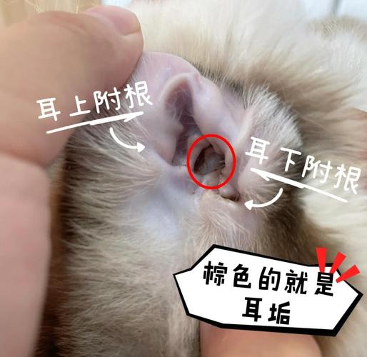 怎么帮猫咪掏耳朵