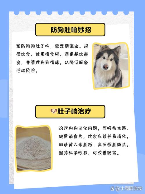 狗肚子咕咕响还不进食