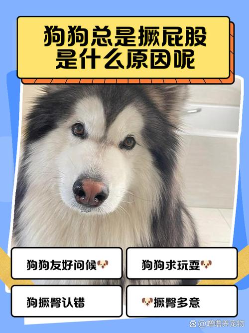 狗狗肚子咕咕叫还一直撅屁股是怎么回事?