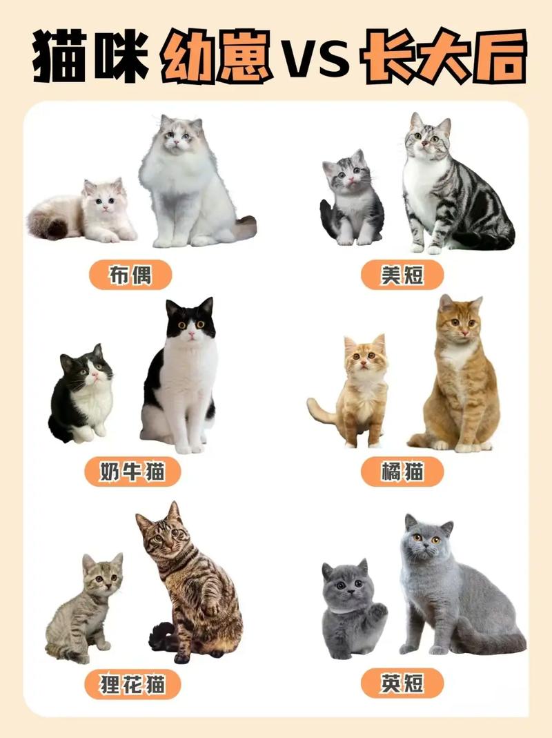 猫多久长大