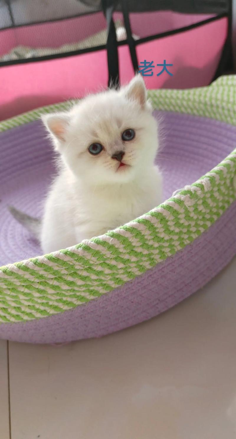 七个月的猫属于幼猫吗,七个月的猫是幼猫还是成猫