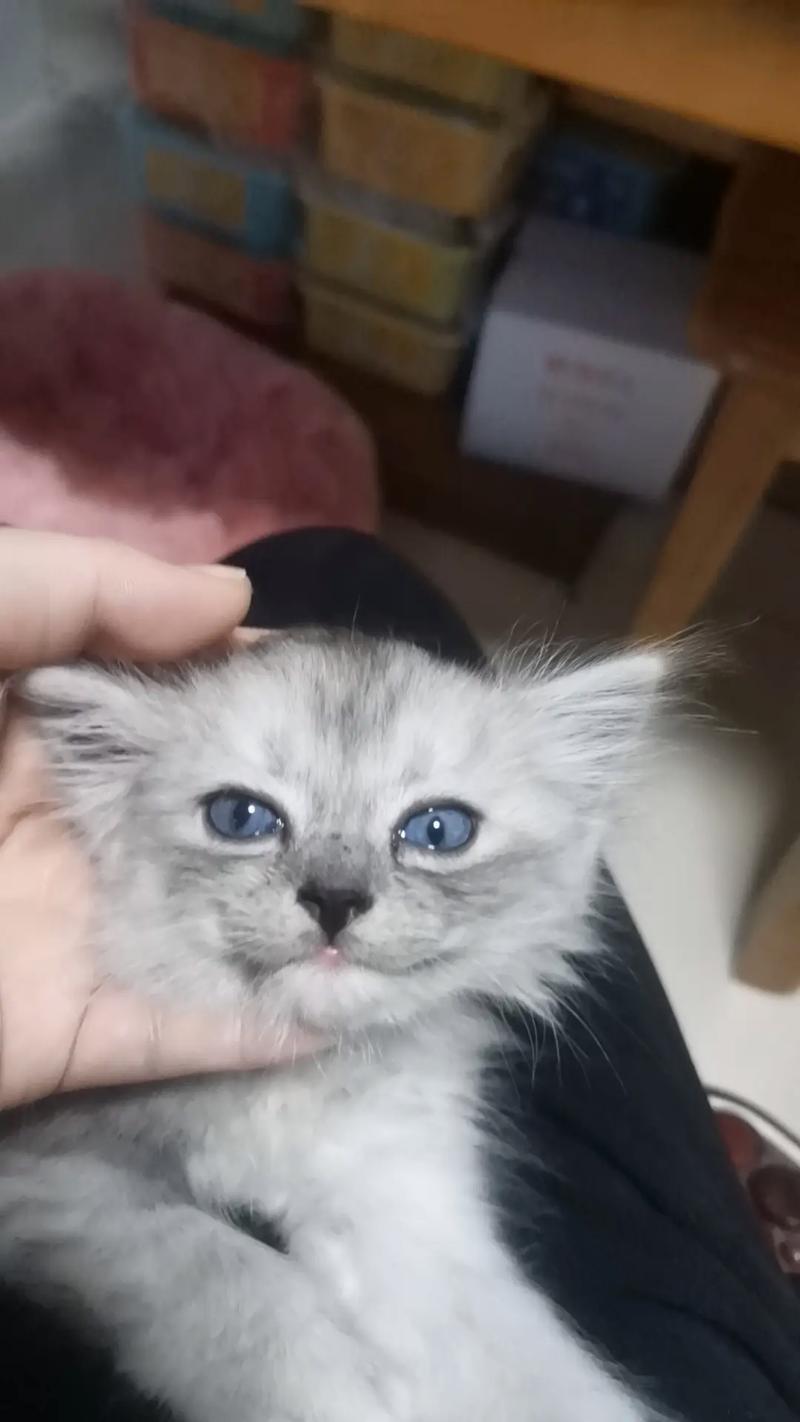 七个月的猫咪是成猫还是幼猫