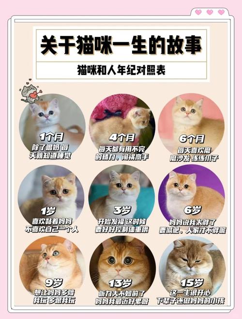 7个月的猫是成年猫吗