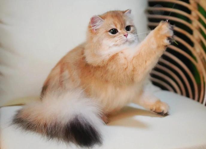 猫咪七个月处于什么期