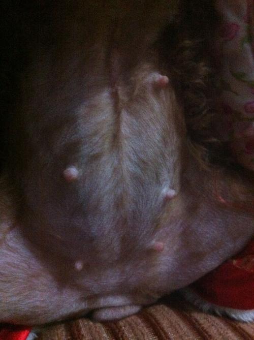 狗怀孕40多天有分泌物正常吗