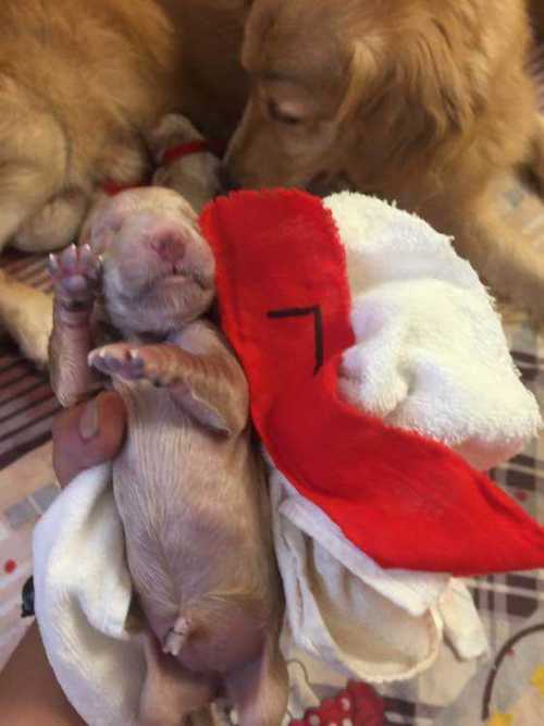 怀孕六十天的狗狗流暗红色粘液是什么原因?