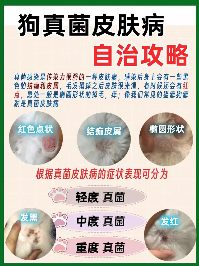 狗狗得了真菌性皮肤病怎么办?