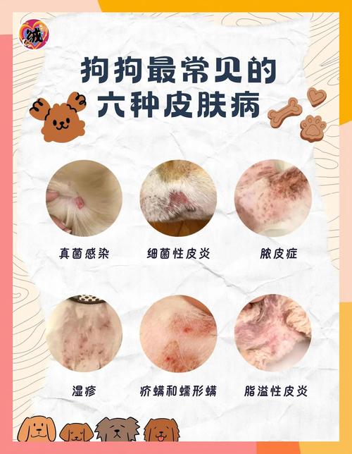 狗狗皮肤真菌感染了,怎么办~~?