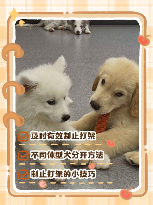 我家里养的两只狗子喜欢打架怎么办?