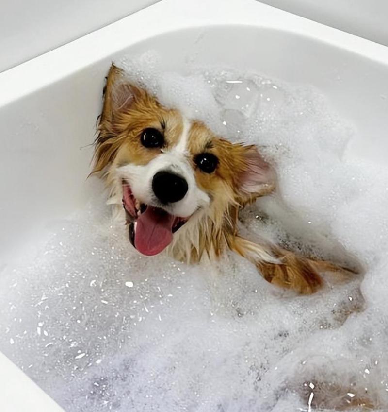 狗狗怀孕可以洗澡吗