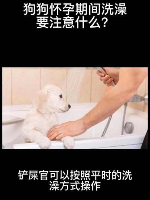 狗怀孕可以洗澡吗