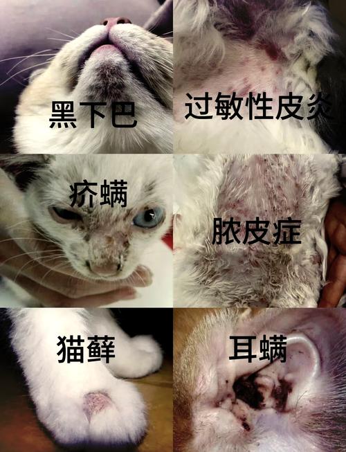 猫咪下巴毛囊炎脓包怎么治