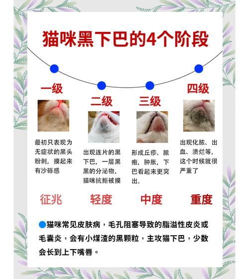 猫咪身上得了毛囊炎怎么办