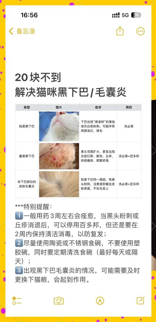 猫咪毛囊炎怎么处理