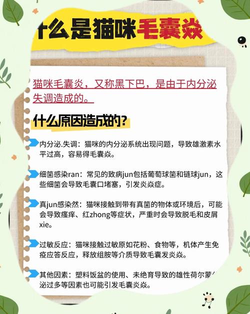 猫咪毛囊炎后期怎么治疗