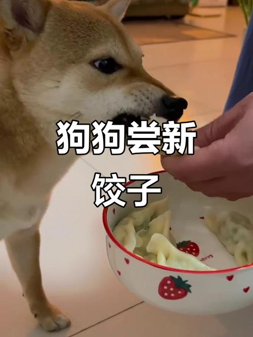 狗可以吃茴香肉馅饺子吗?