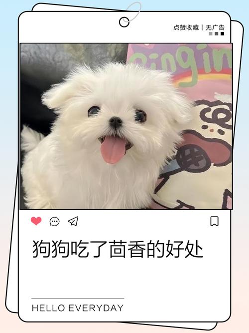 狗吃了茴香会怎样