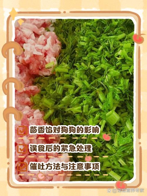 小茴香馅饺子狗狗能吃吗