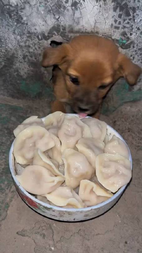 狗狗能吃茴香馅儿的饺子吗