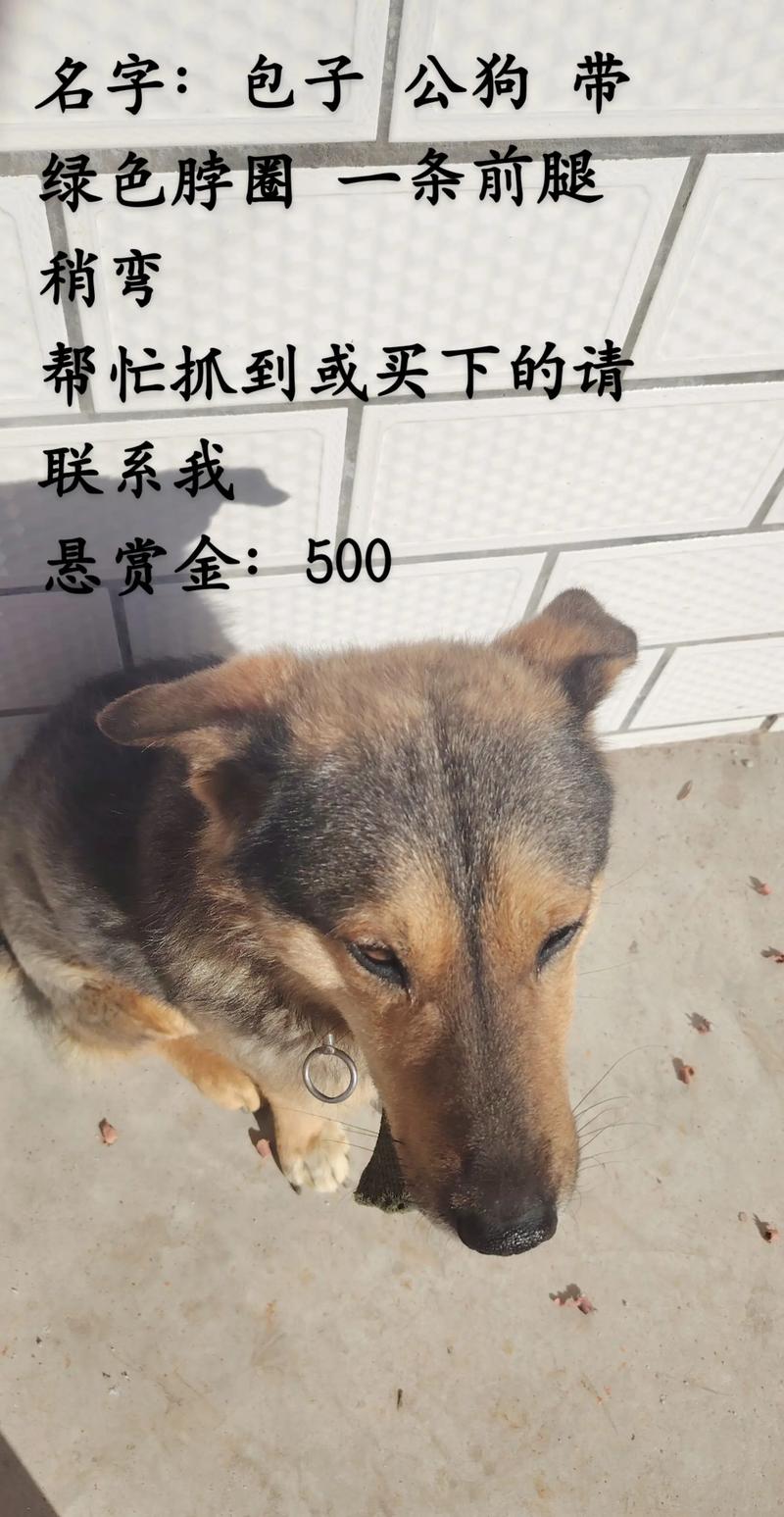 胆子特别特别小的狗不敢见人丢了,该怎么办?