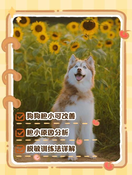 狗狗胆子小怕人怎么办