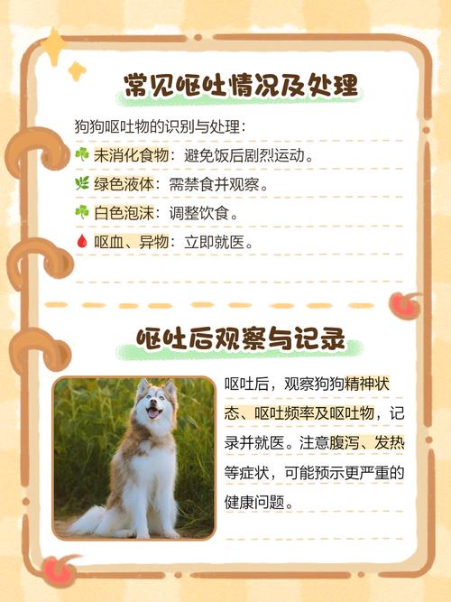 狗狗发烧不吃东西没精神还吐怎么办