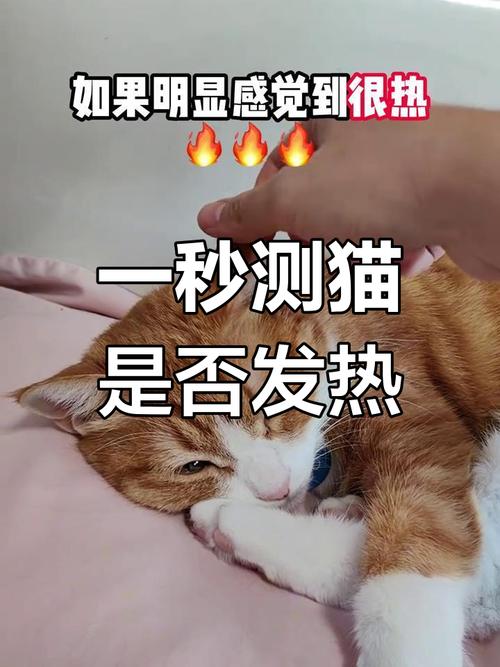怎么判断猫咪发烧