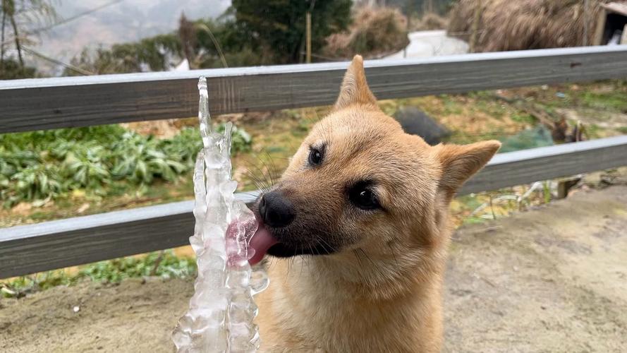 狗狗可以舔冰块吗