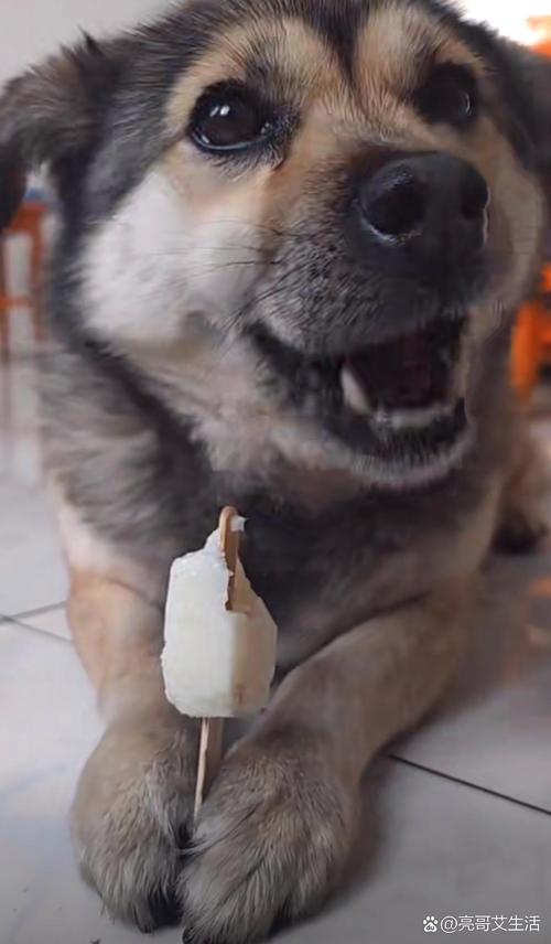 狗狗舔冰块是为什么