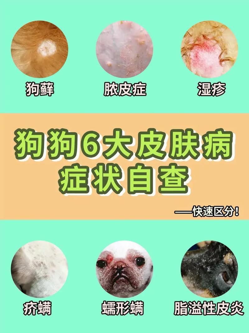 (带图)狗狗真菌感染、湿疹等皮肤病症状自查