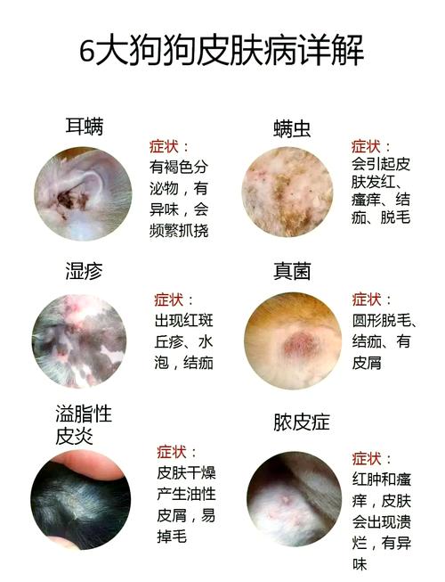 狗狗常见皮肤病有哪些