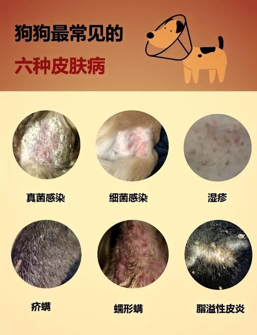 狗狗6种常见皮肤病的症状表现及治疗方法指南