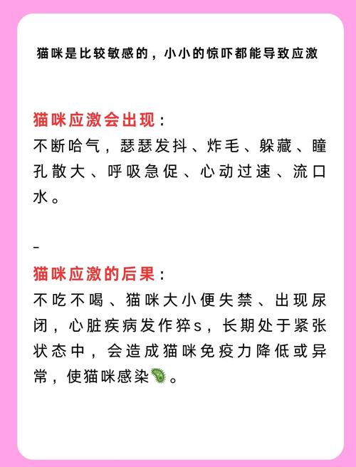 猫太胆小了怎么办