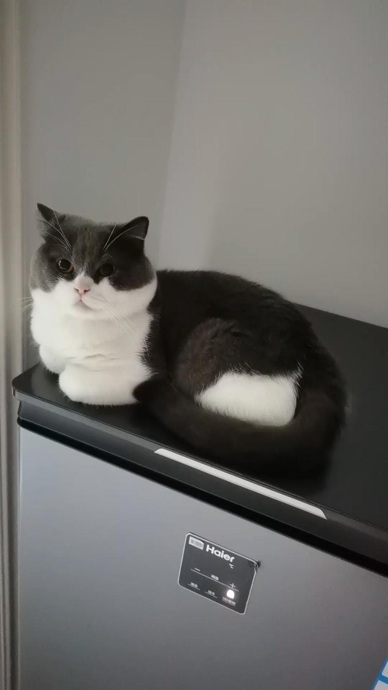 猫胆子特别小怎么训练