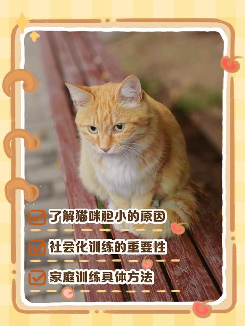 猫咪胆子特别小,不给人靠近怎么办呢?