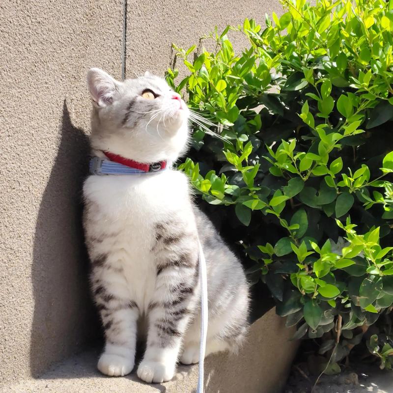 猫咪胆子特别小怎么办